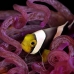 anemonefish_saddleback_kbrpanpar_v_0110_sul1910.jpg